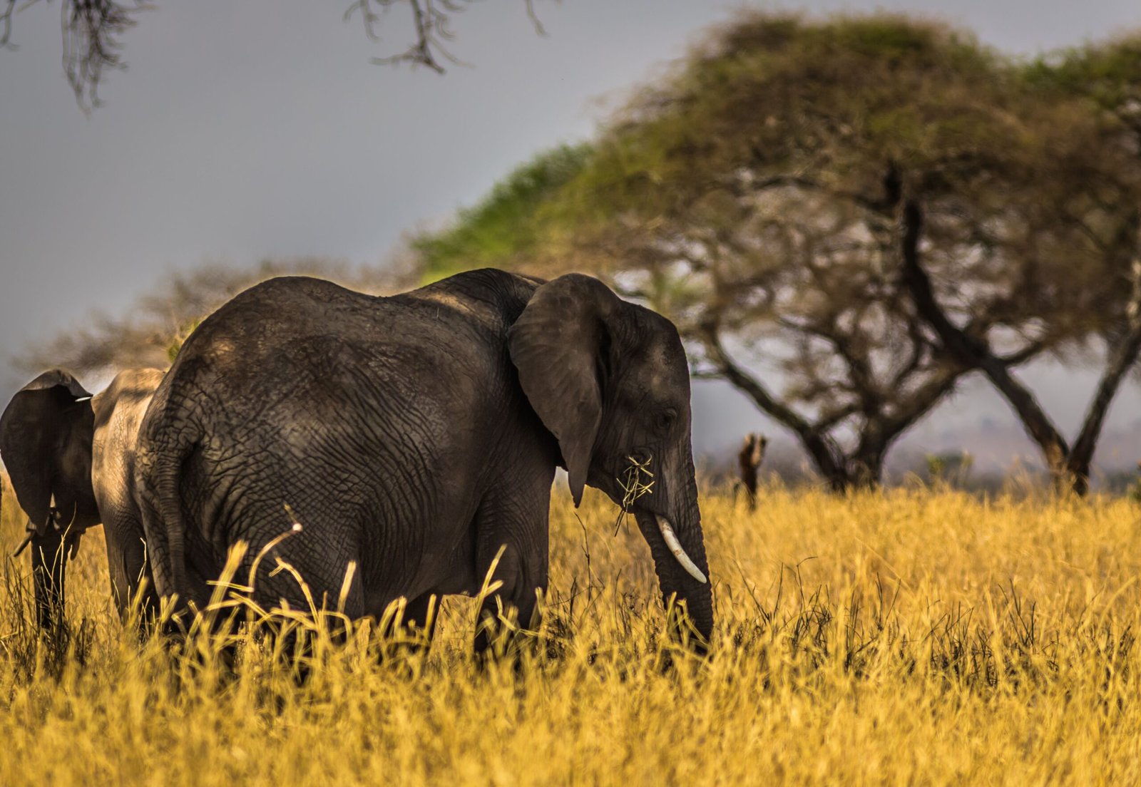 afrique