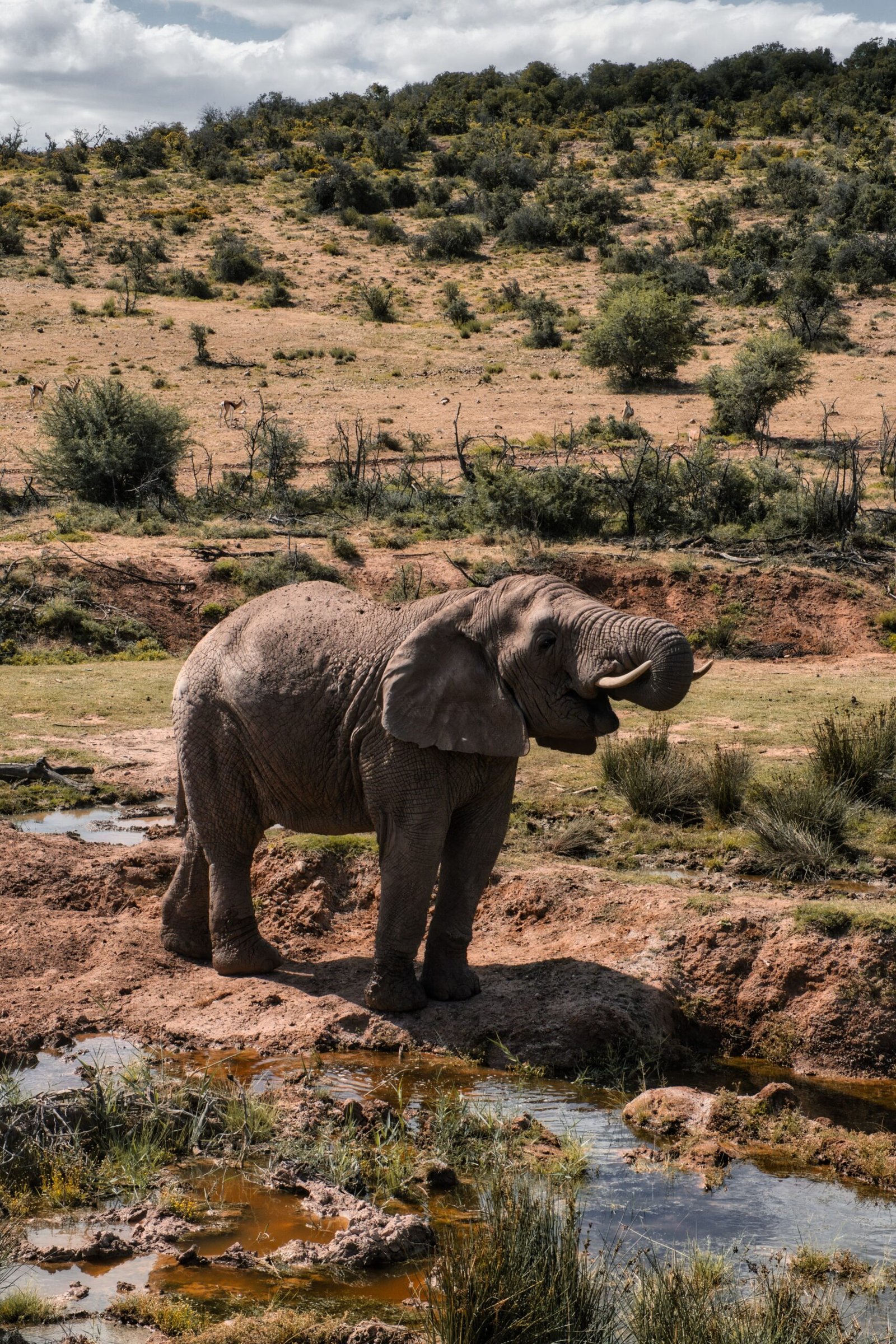 afrique du sud