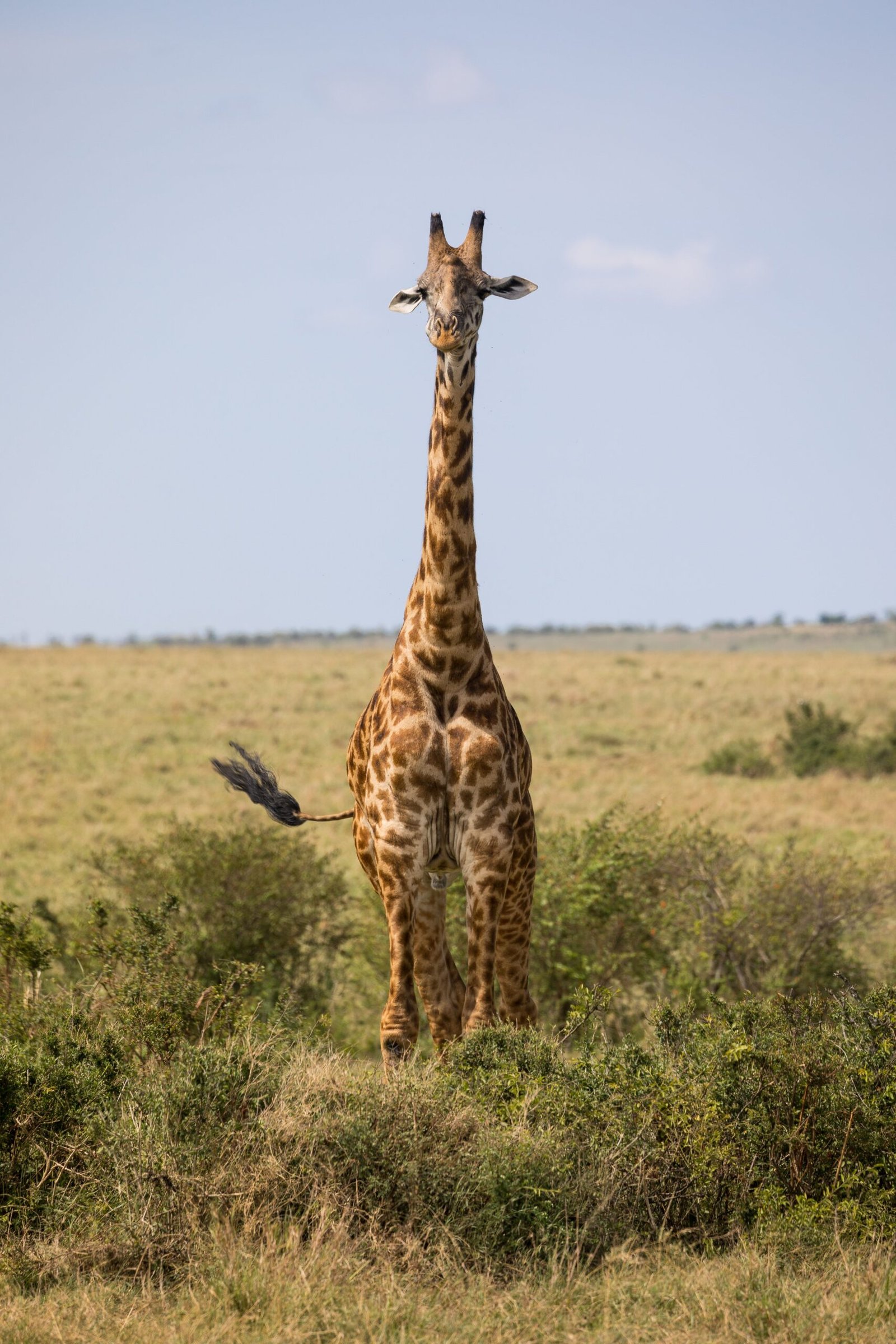 kenya